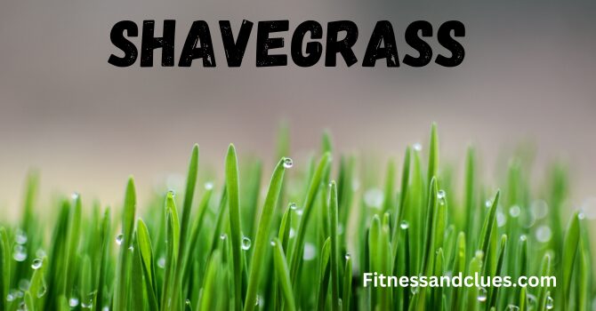 Shavegrass